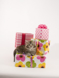 Maine Coon
