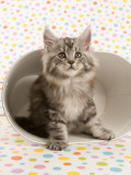 Maine Coon