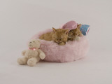 Selkirk Rex