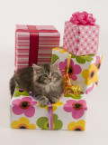 Maine Coon