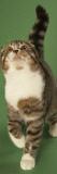 Scottish Fold