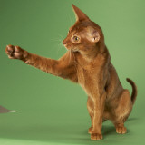 Abyssinian