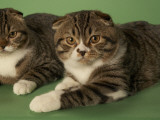 Scottish Fold