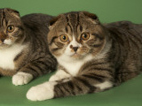 Scottish Fold