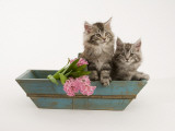 Maine Coon