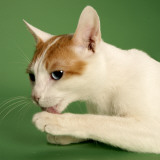 Japanese Bobtail