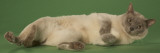 Tonkinese