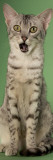Egyptian Mau