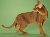 Abyssinian