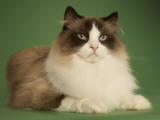 Ragdoll