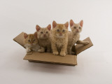 Selkirk Rex