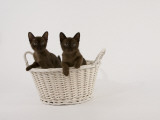 Sable Burmese