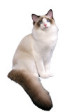 Ragdoll