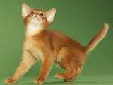 Abyssinian