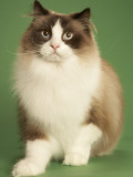 Ragdoll