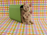 Selkirk Rex