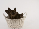 Sable Burmese