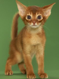 Abyssinian
