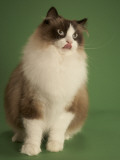 Ragdoll
