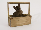 Sable Burmese