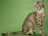 Egyptian Mau