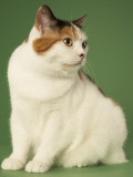 Manx