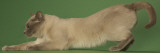 Tonkinese