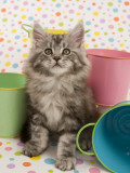 Maine Coon