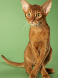Abyssinian