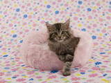 Maine Coon
