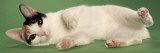 Japanese Bobtail