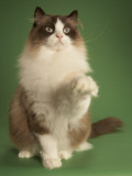 Ragdoll