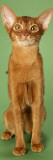 Abyssinian