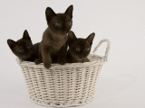 Sable Burmese