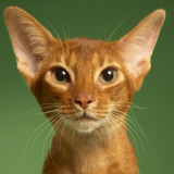Abyssinian