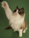 Ragdoll