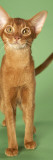 Abyssinian