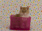 Selkirk Rex