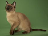 Tonkinese