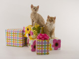 Selkirk Rex
