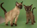 Tonkinese