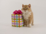 Selkirk Rex