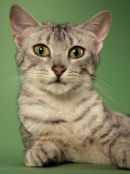 Egyptian Mau