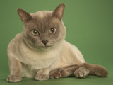 Tonkinese