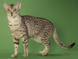 Egyptian Mau
