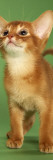 Abyssinian