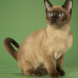 Tonkinese