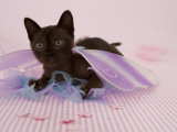 Sable Burmese
