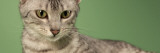 Egyptian Mau