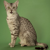 Egyptian Mau